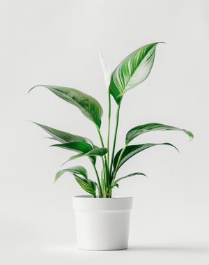 Board in a Box | Standards-Aligned Bulletin Board Systems product 03