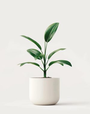 Board in a Box | Standards-Aligned Bulletin Board Systems product 04